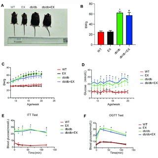 Changes In General Characteristics Of Mice A The Appearance Of