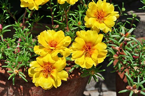 Image Yellow Flowers Portulaca Closeup