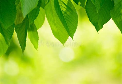 Hojas Frescas Del Verde De La Primavera Sobre Fondo Brillante Imagen De