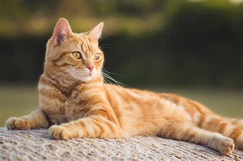 Como Saber Cuantos Meses Tiene Un Gato Actualizado Abril