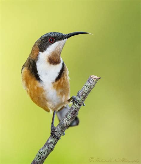 The Eastern Spinebill Acanthorhynchus Tenuiostris Is Most Easily