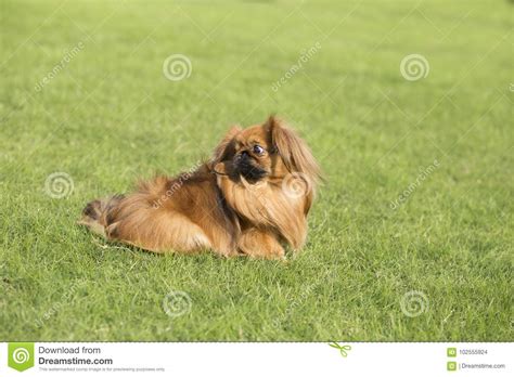 Beijing Bus Stock Photo Image Of Poodle Grass Animal 102555924