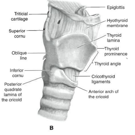 Thyroid Cartilage Oblique Line