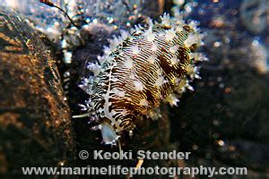 Money Cowry Cypraea Monetaria Moneta