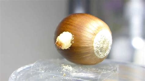 クリムシがドングリからニュルッと出てくる様子（chestnut Weevil Larvae Escaping From Acorn