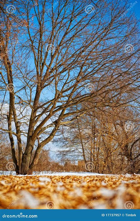 Naked Trees Stock Image Image Of Naked Outdoors Season