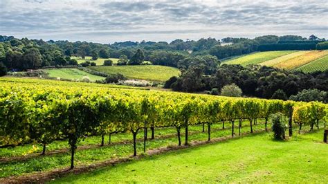 Mornington Peninsula Private Luxury Food Wine Tasting Tour With