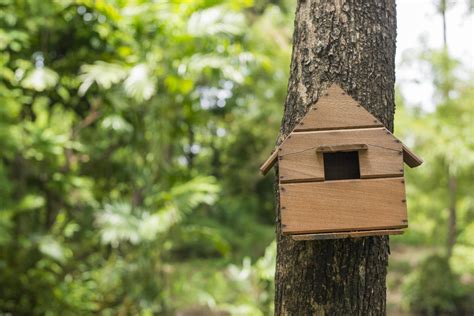 Bird House In Tree 2539726 Stock Photo At Vecteezy