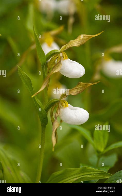 Clump Of Mountain Lady S Slipper Orchid Cypripedium Montanum Waterton