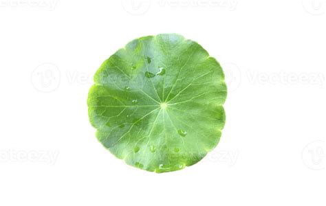 Isolated Gotu Kola Asiatic Pennywort Centella Asiatica Ayurveda Leaf