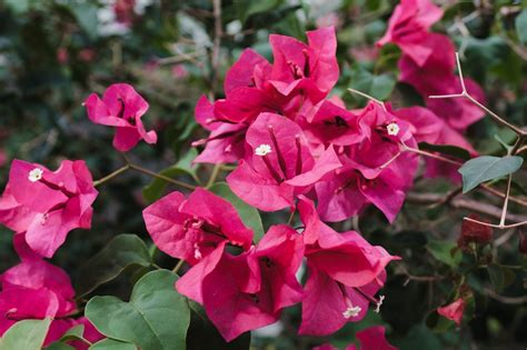 Todo Lo Que Necesitas Saber Sobre Las Hermosas Flores Fucsias