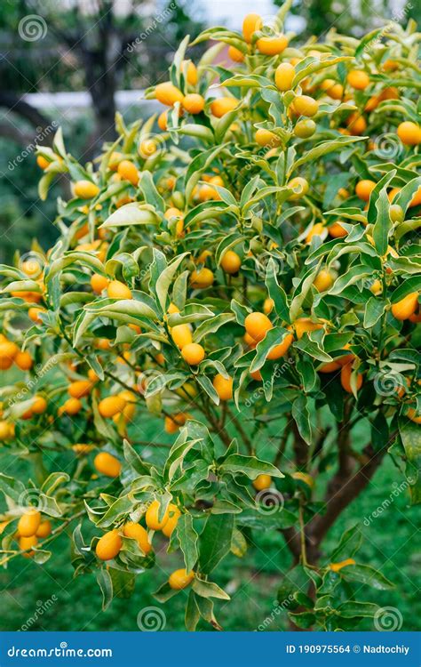 Kumquat Or Fortunella Tree With Ripe Orange Fruits On Branches In The