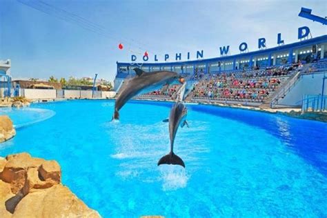 8/10/2020 Dolphin show