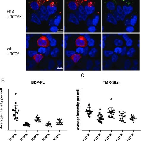 A Confocal Microscopy Of HEK293T Cells Verifies Dual Labeling Of The