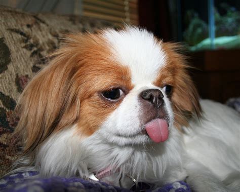 Japanese Chin Dog Breed Pictures Dog Pictures Online