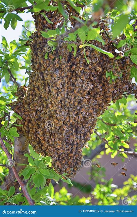 Swarm Of Honey Bees A Eusocial Flying Insect Within The Genus Apis