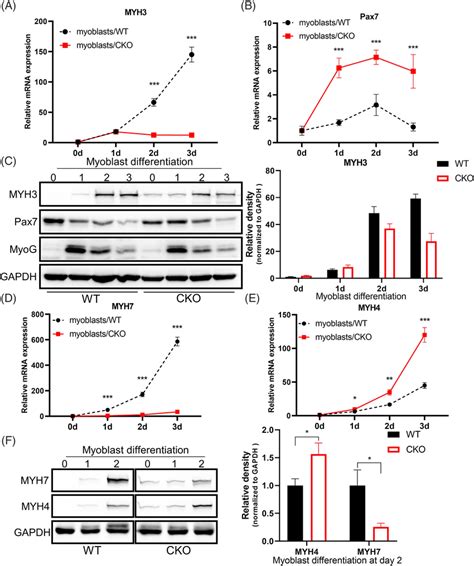 The Expression Of Myogenic And Fibre Markers During Myoblast