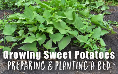 Growing Sweet Potatoes Preparing And Planting A Bed The Grow Network