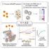 Perturb Seq Enables Large Scale Analysis Of Complex Genetic