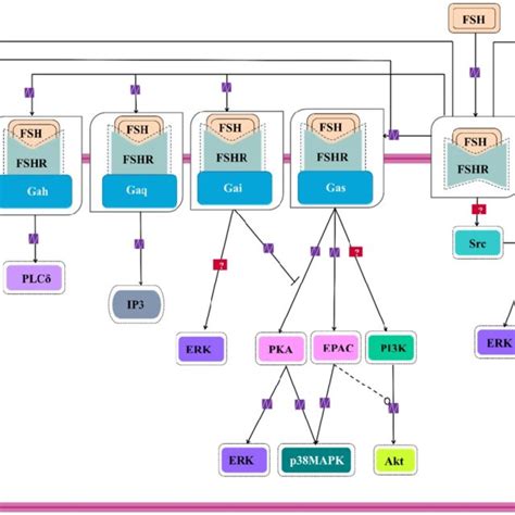 Signaling Cascades Triggered By Fsh Fhsr System In Target Cells Download Scientific Diagram