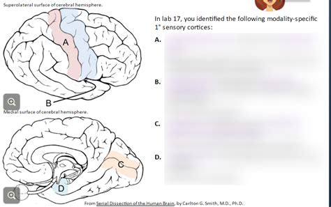 Review Primary Sensory Cortices Diagram Quizlet