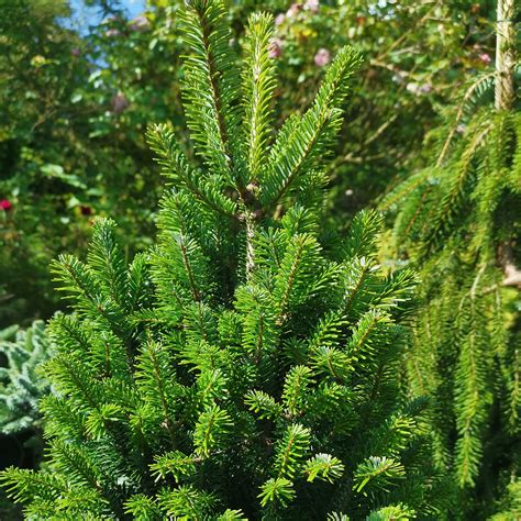 ABIES alba Fastigiata Weißtanne