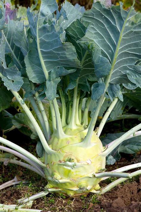 How To Grow Kohlrabi In Your Home Garden Gardeners Path