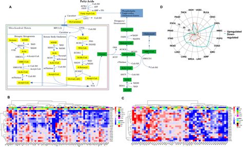 Alterations In Enzymes Of Lipid Metabolism Between Cancer And Matched Download Scientific