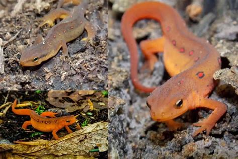 7 Interesting Facts About Eastern Newts Wildlife Informer