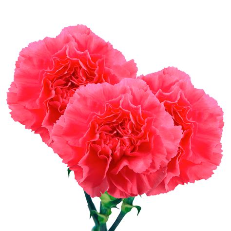 Long Stem Hot Pink Carnations Globalrose