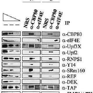 Cbp And Eif E Are Bound To Mrna In Both Nuclear And Cytoplasmic Cell