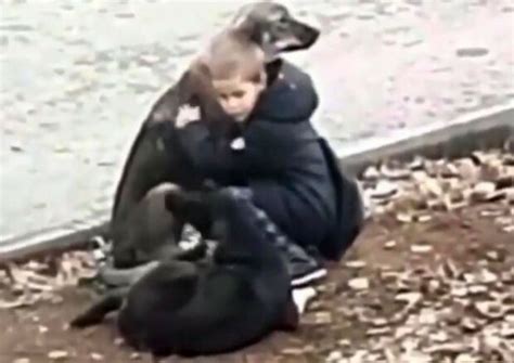 Ein Junge Hielt Auf Dem Weg Zur Schule An Um Streunende Hunde Zu