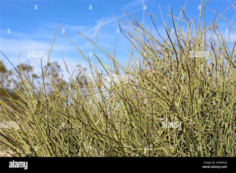 Ephedra Plant Hi Res Stock Photography And Images Alamy