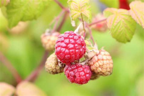 Descubre Los Enrejados Perfectos Para Cultivar Frambuesas En Tu Jard N