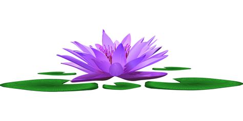 Download Water Lily Lake Pond Royalty Free Vector Graphic Pixabay