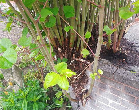 Guidance For Japanese Knotweed 2025 Japanese Knotweed Plus