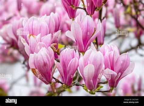 Saucer Magnolia Magnolia X Soulangiana Magnolia Soulangiana Magnolia