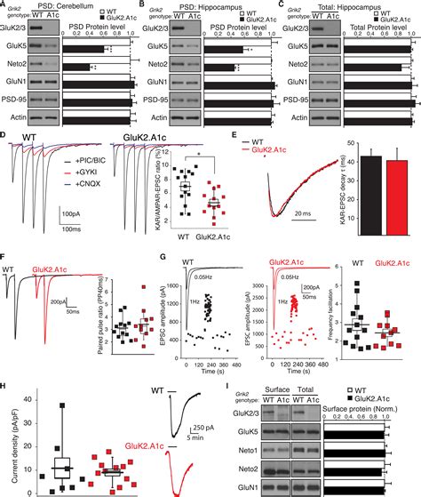 Distinct Subunit Domains Govern Synaptic Stability And Specificity Of