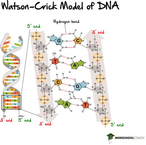 The Dna Double Helix Mcat Biochemistry Medschoolcoach