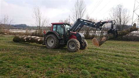 Fällen von grossen Eichen und Eschen entlang eines Baches Amhof Forst