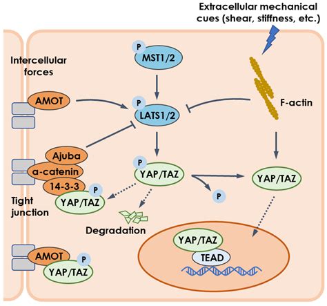 Ijms Free Full Text Potential Roles Of Yap Taz Mechanotransduction