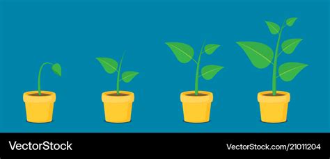 Phases Plant Growing Planting Tree Infographic Vector Image