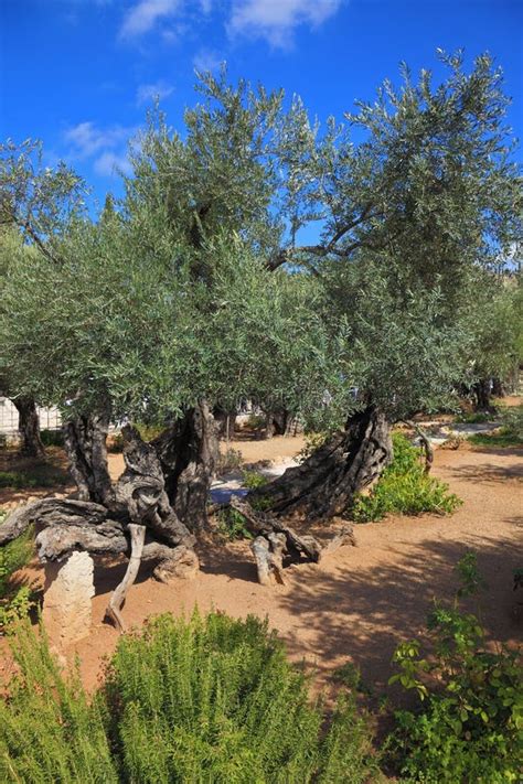 Tuin Van Gethsemane Thousand Jaar Olijfbomen Stock Afbeelding Image