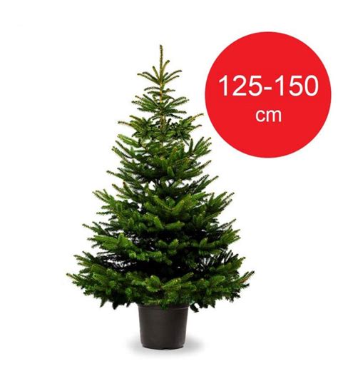 Sapin De No L En Pot Luvbox Paris