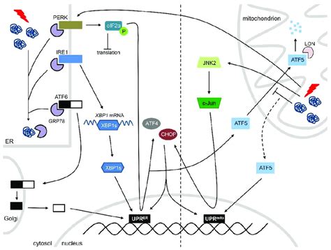 The Er And Mitochondrial Uprs Er Stress Activates The Three Arms Of