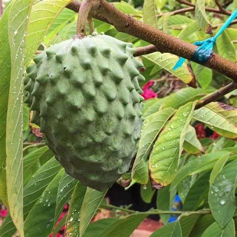 Buy Annona Atemoya Lakshmana Phal Grown Through Seeds Plant