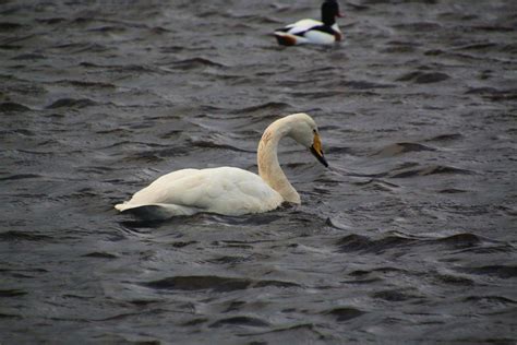 Uma Visão De Um Cisne Bravo Na Reserva Natural De Martin Mere 23191222