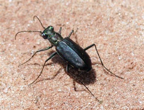 Native Insects Coleoptera Beetles Western Colorado Insects