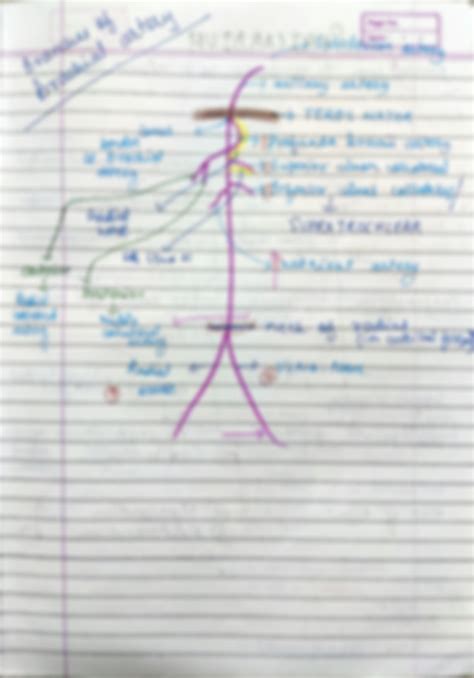 Solution Clavipectoral Fascia And Cubital Fossa Anatomy Studypool