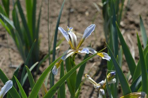 Steppen Iris Iris Halophila